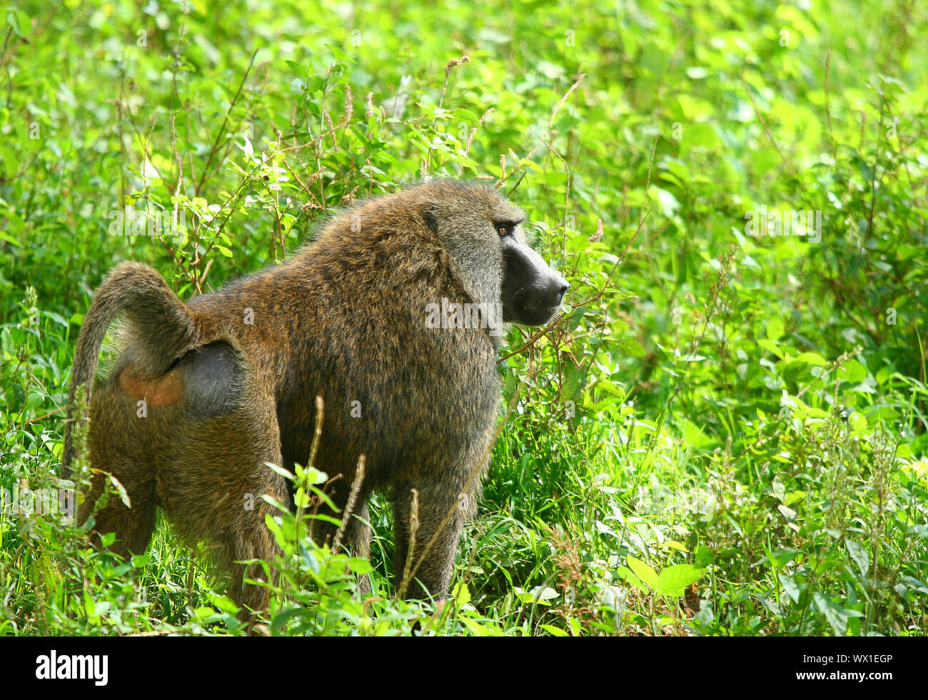 Affen in der Wildnis. Afrika. Kenia. Lake Nakuru Stockfoto