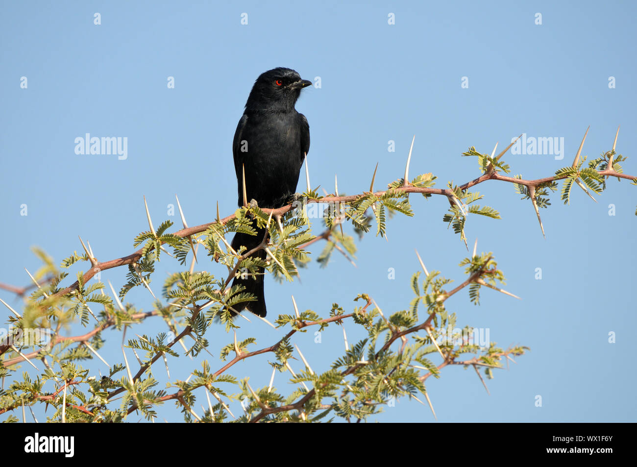 Eine südliche Schwarze Flycatcher in Kgalagadi Transfrontier Park, Südafrika Stockfoto