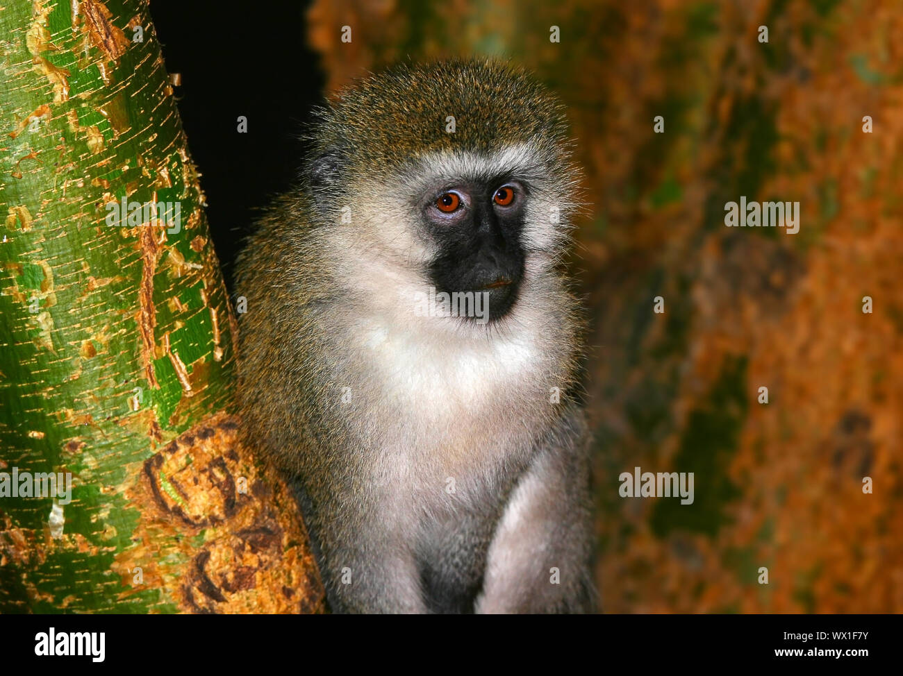 Porträt des Affen in freier Wildbahn. Afrika. Kenia. Masai Mara Stockfoto