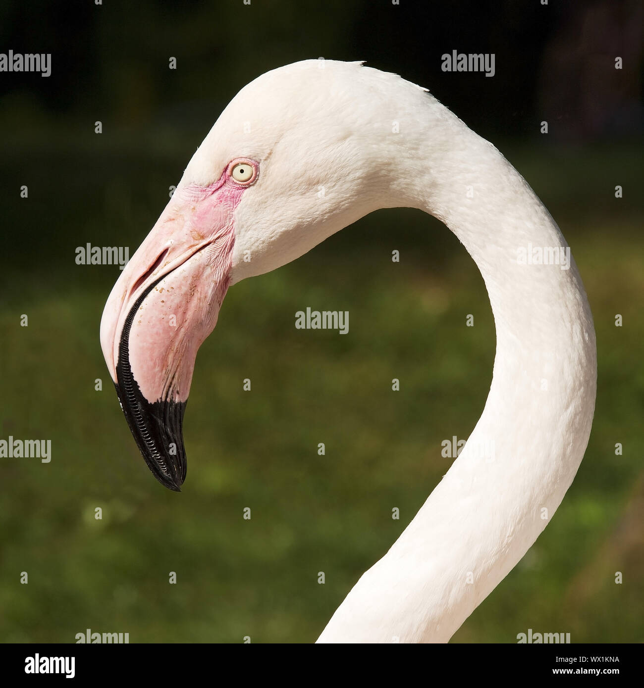 Mehr Flamingo (Phoenicopterus roseus Phoenicopteridae, ruber Roseus), Porträt Stockfoto