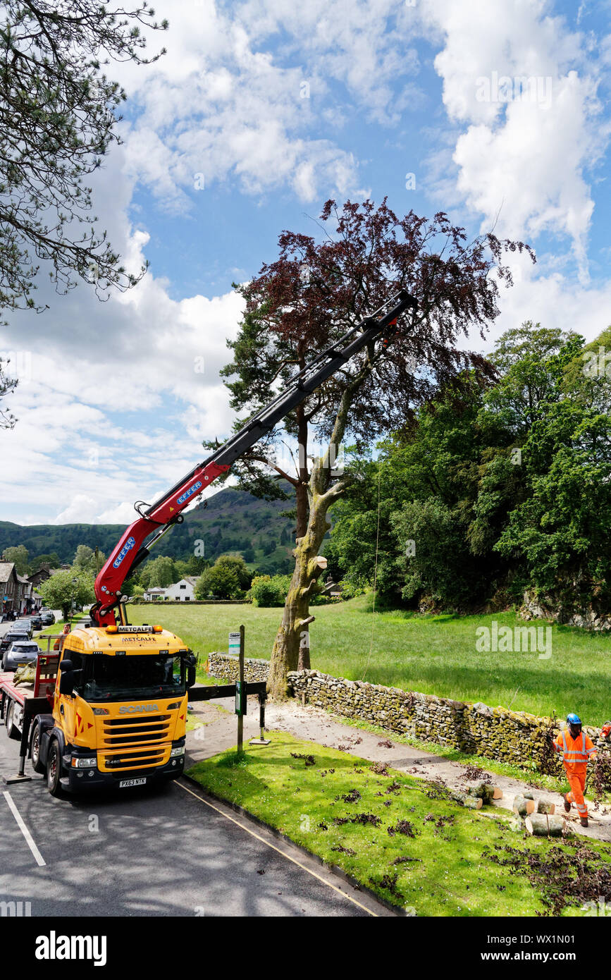 Ein großer Baum wird von einem Kran im Lake District, England trimmmed Stockfoto