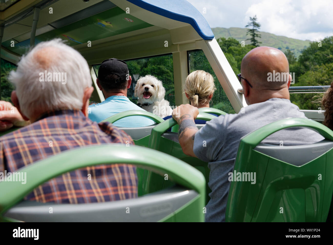 Ein kleiner weißer Hund auf einem überfüllten oben offenen Doppeldecker Bus Stockfoto