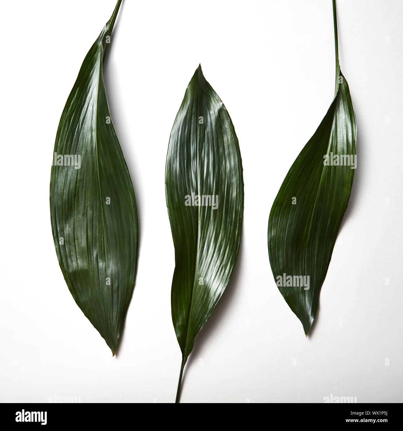 Tropischen immergrünen Blätter drei auf weißem Hintergrund Stockfoto