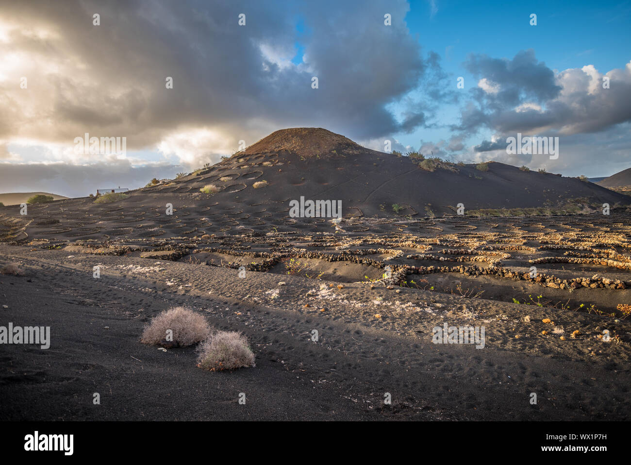 Weinberge in La Geria, Lanzarote, Kanarische Inseln, Spanien Stockfoto