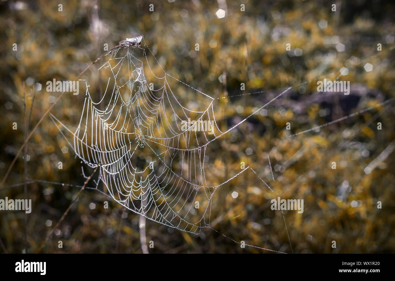 Mit Tautropfen auf die grashalme Cobweb. Stockfoto