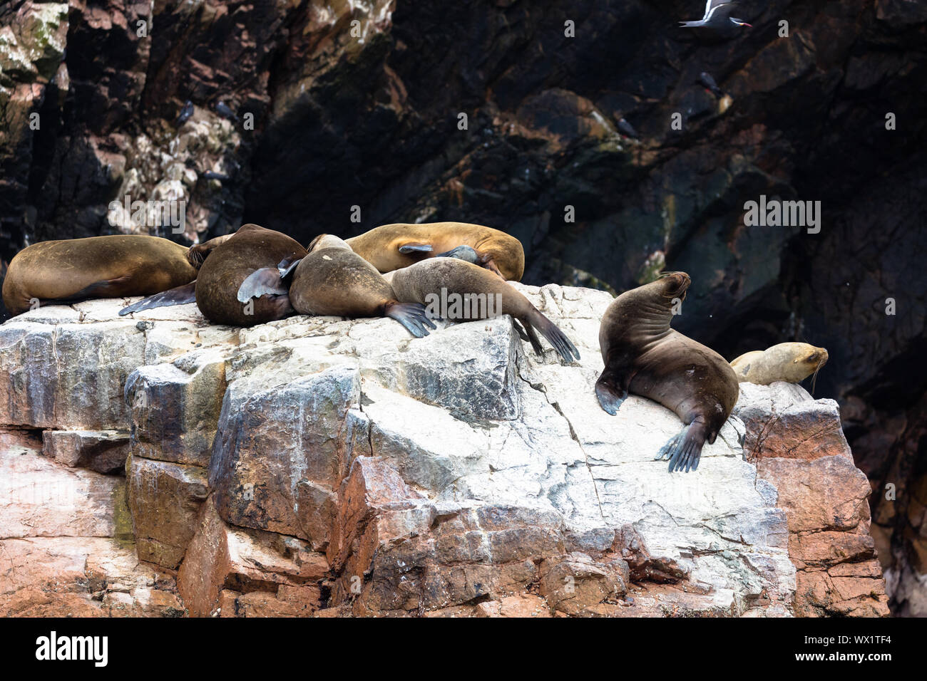 Ballestas Inseln, Peru Stockfoto