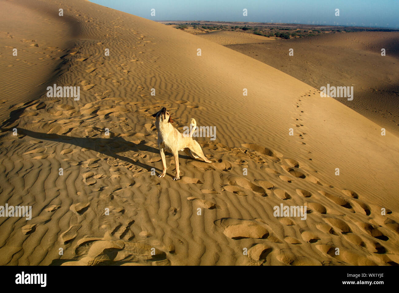 Sandy Hund. Hund in der große indische Wüste Thar Stockfoto
