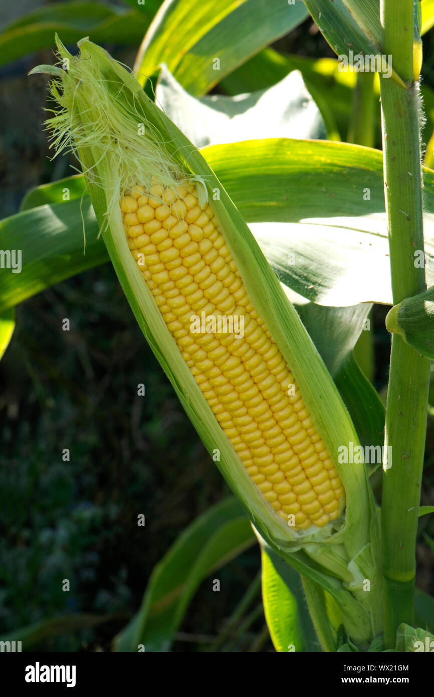 Freiliegende Reifen ausgesetzt Kernel auf eine reife Maiskolben von Mais (Zea mays) in einem Gemüsegarten, Berkshire, September angebaut, Stockfoto