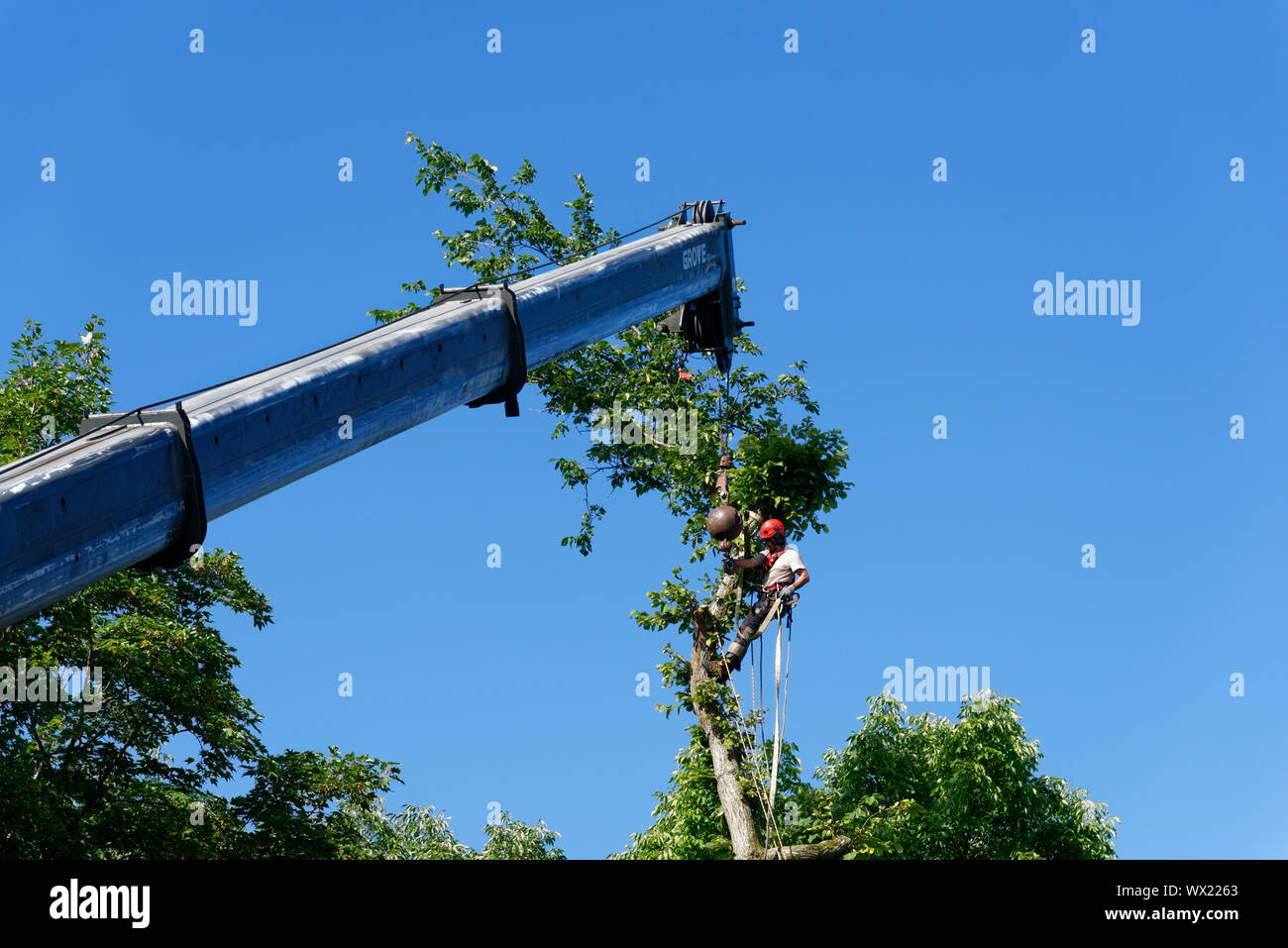 Ein riesiger Kran entfernen von Teilen eines großen Kranken elm in komplexen Baum Ausbau in einer Vorstadtstraße. Stockfoto