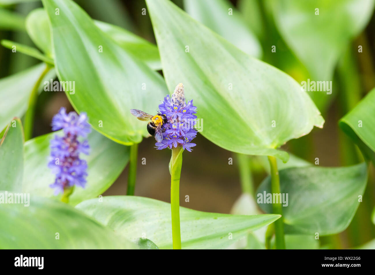 Pickerelweed Blume mit Biene Stockfoto