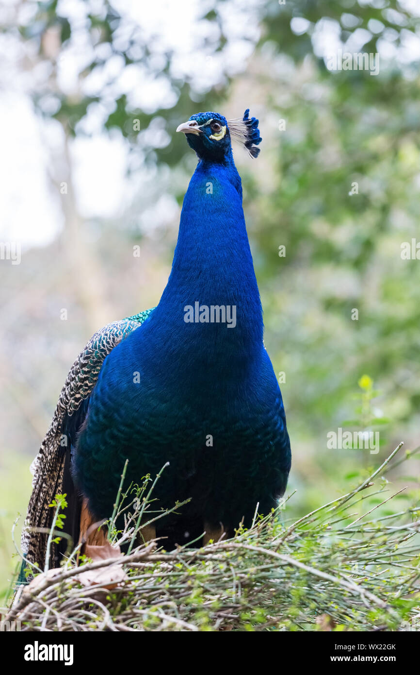 Pfau auf dem Zweig Stockfoto
