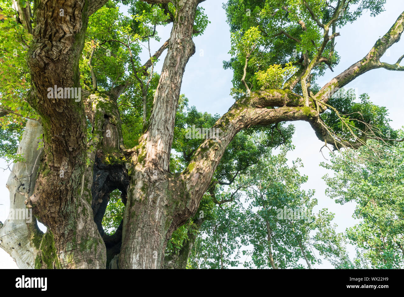 Alter Baum closeup Stockfoto