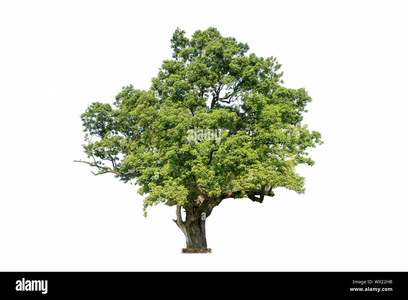 Alter Baum isoliert Stockfoto