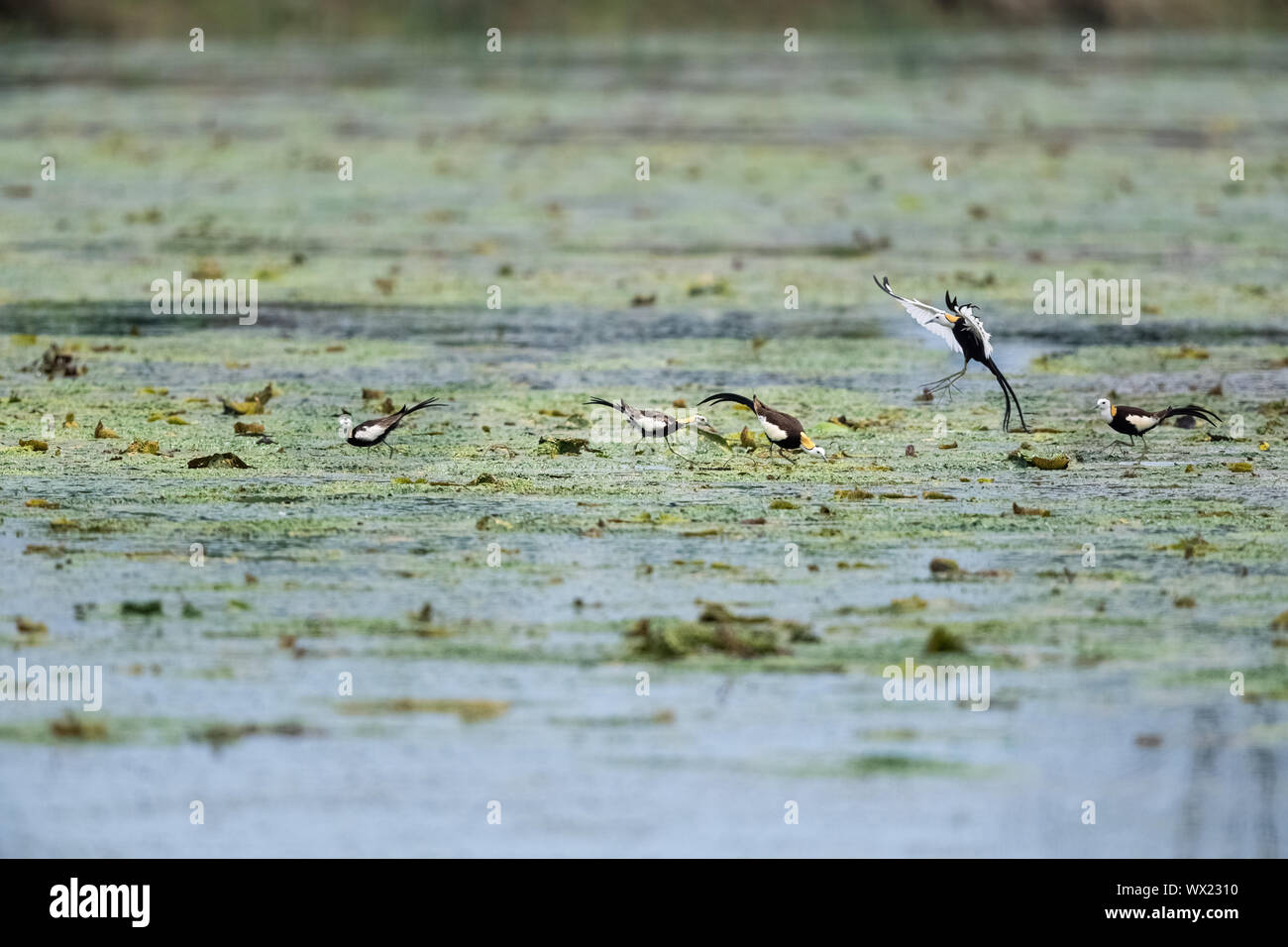 Wunderschönes Wasser Fasan Stockfoto