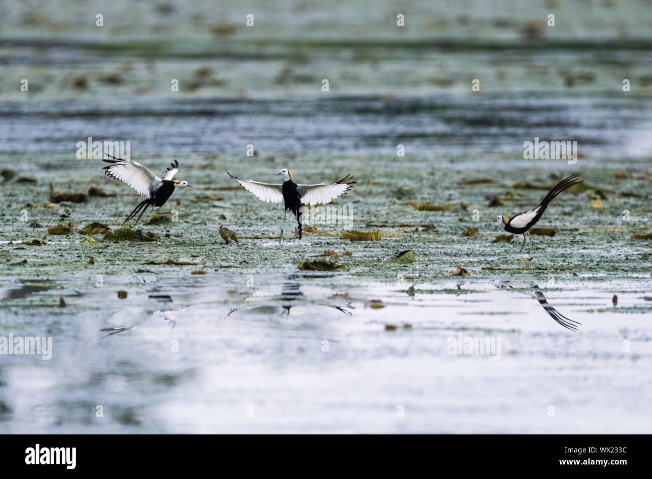 Wunderschönes Wasser Fasan Stockfoto