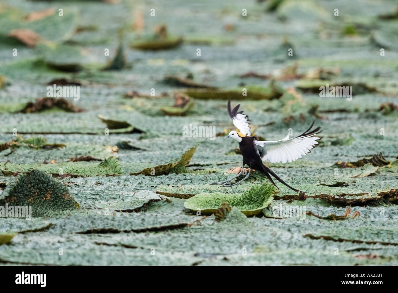 Wunderschönes Wasser Fasan closeup Stockfoto