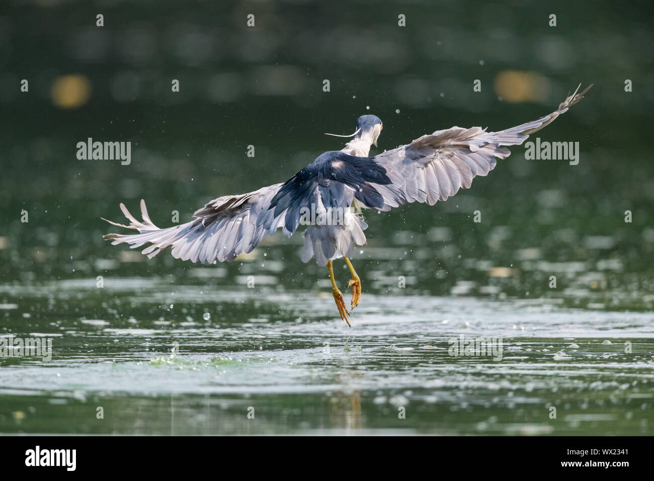 Night Heron closeup Stockfoto