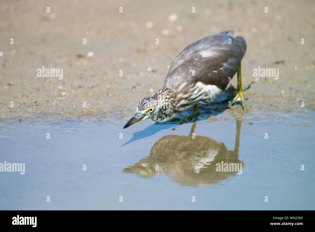 Chinesische Teich heron Stockfoto