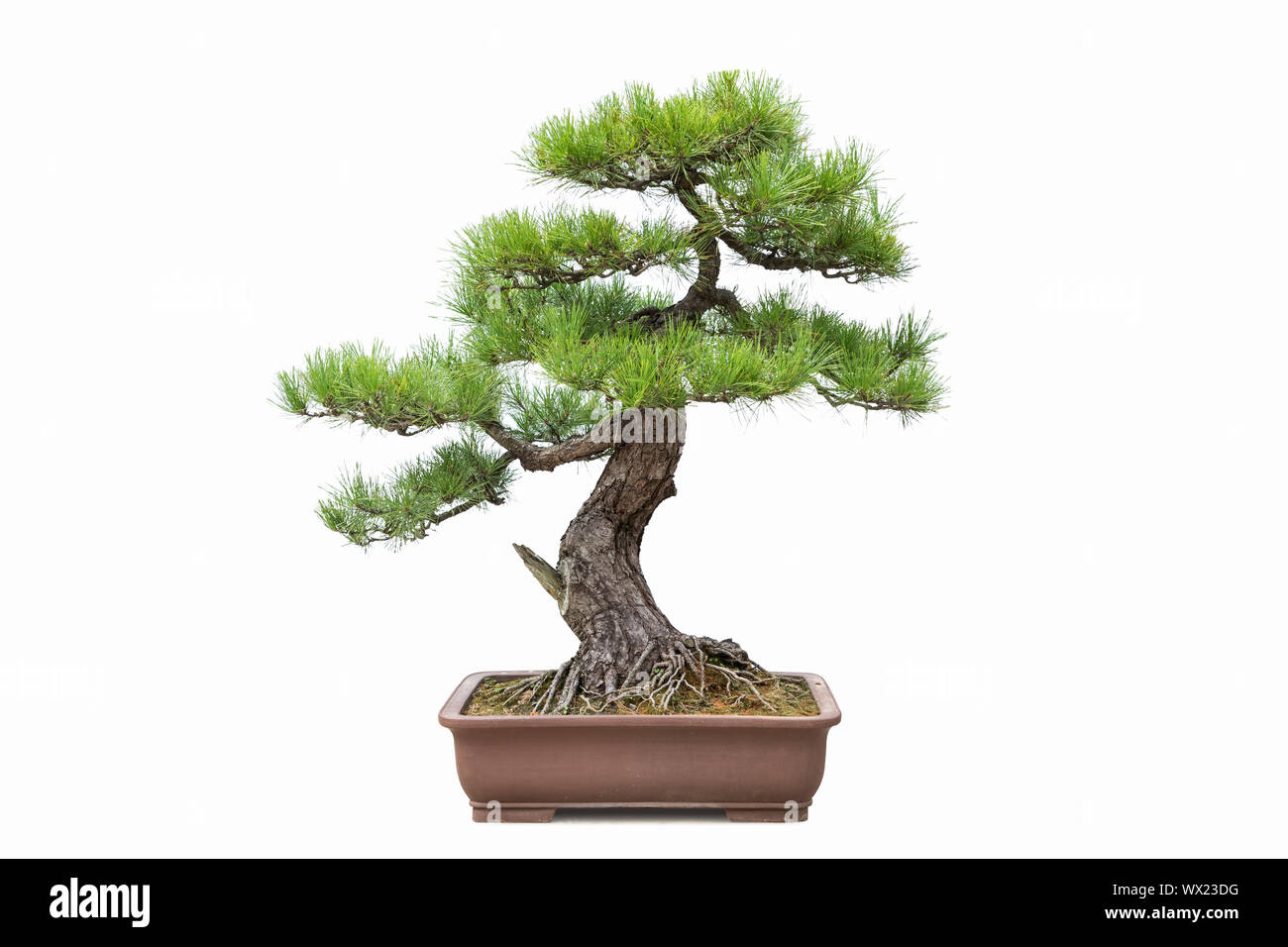 Green Pine bonsai isoliert Stockfoto