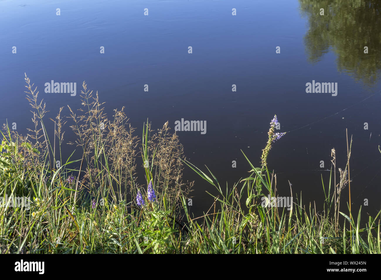 Wiese Gras und Blumen am Ufer. Stockfoto