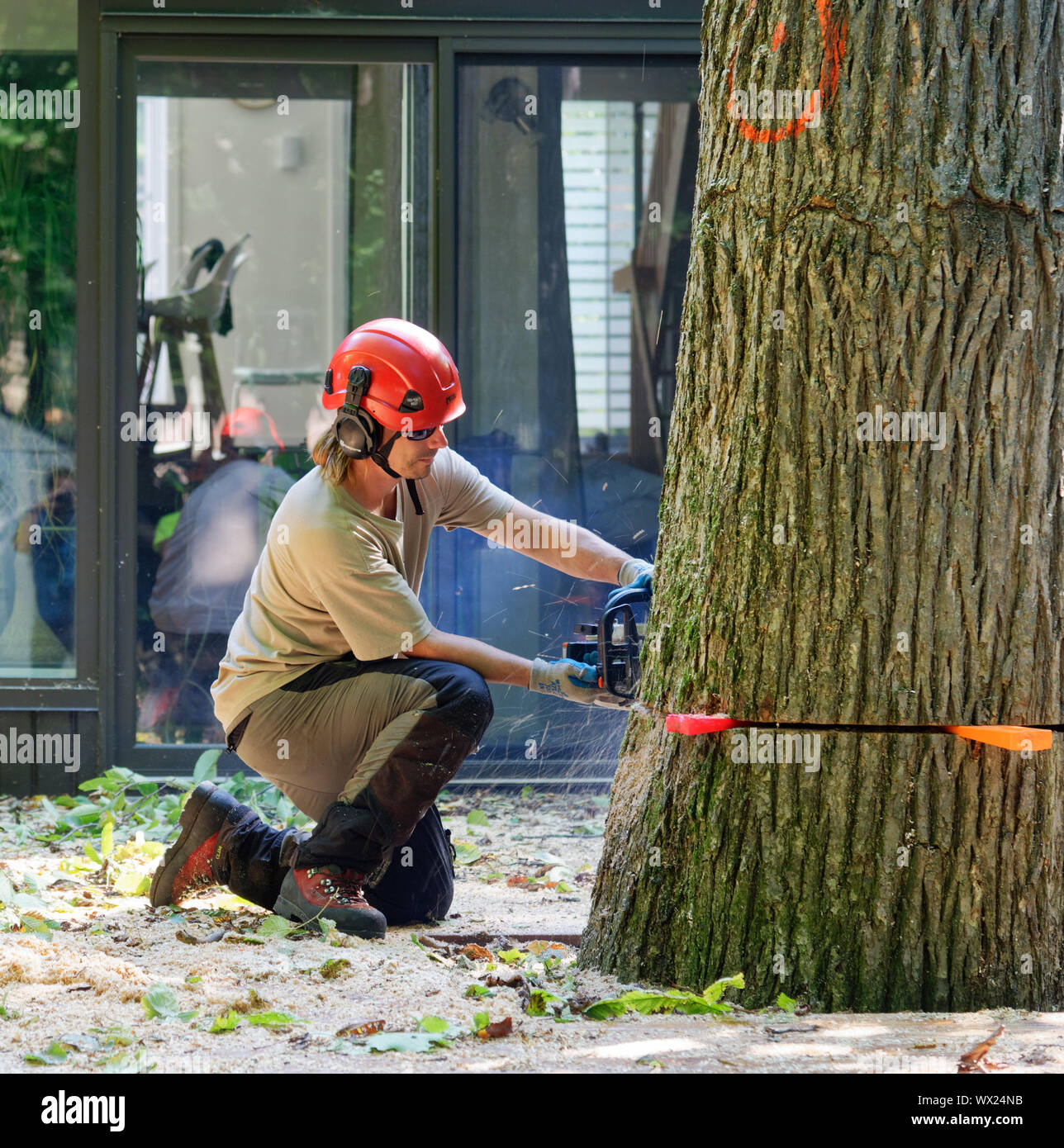 Ein Baum Chirurgen Schneiden den Stamm eines großen Kranken Ulmen in der Nähe ein Haus in einer komplexen Struktur Ausbau in einer Vorstadtstraße. Stockfoto