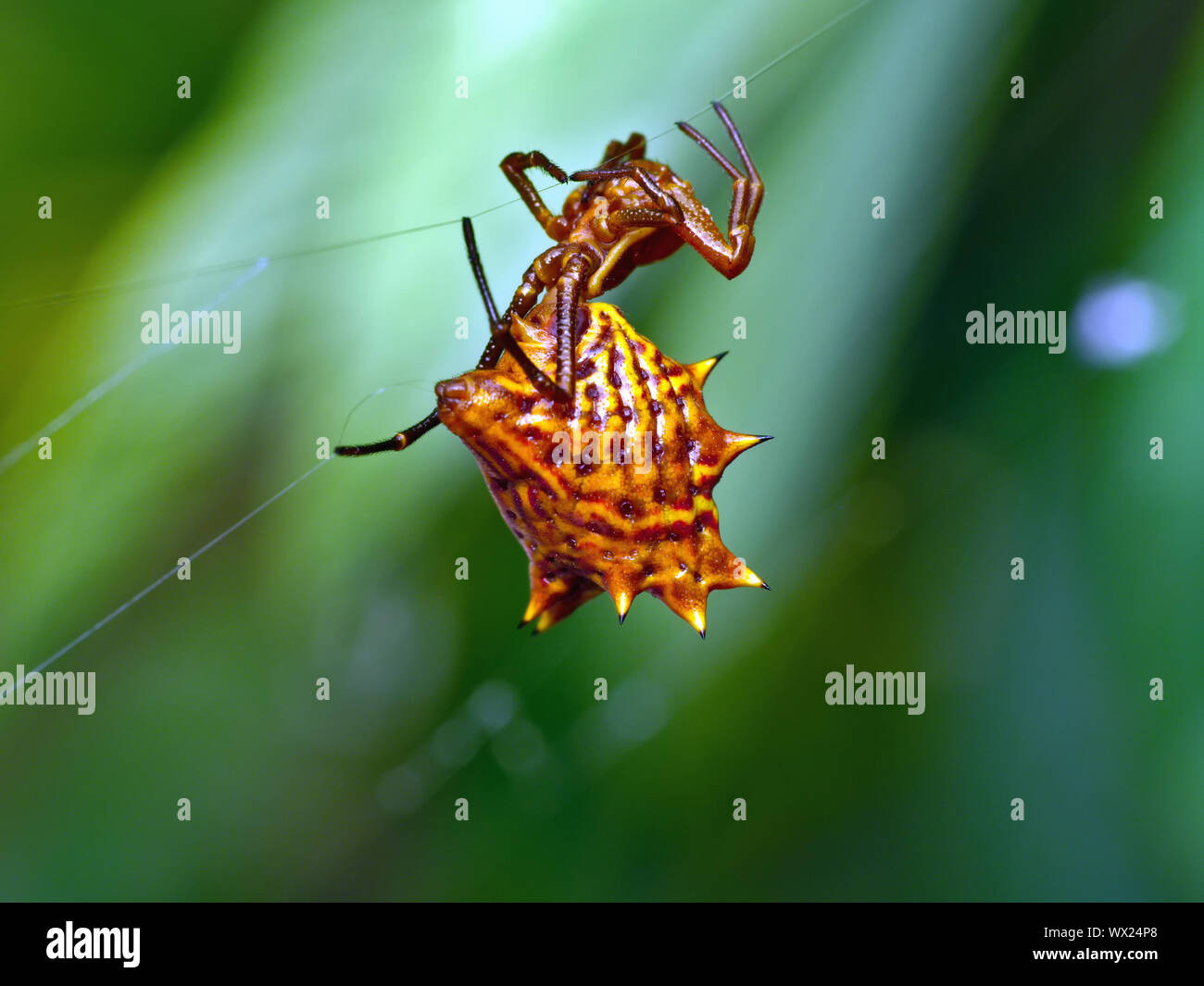 Eine weibliche Spinne, Spined micrathena Micrathena aus Buchsbaumholz, klettert ein einzelner Thread aus Seide, während Sie ein anderes aus der spinndüse mit einem hinteren Bein. Stockfoto