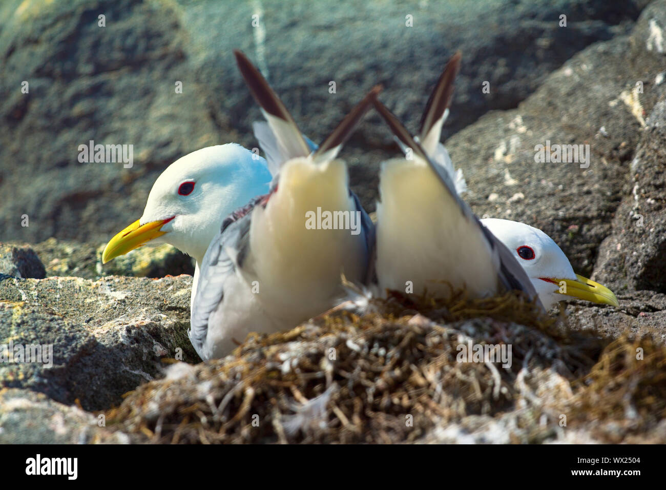 Paar Dreizehenmöwen Möwen im Nest nieder Stockfoto