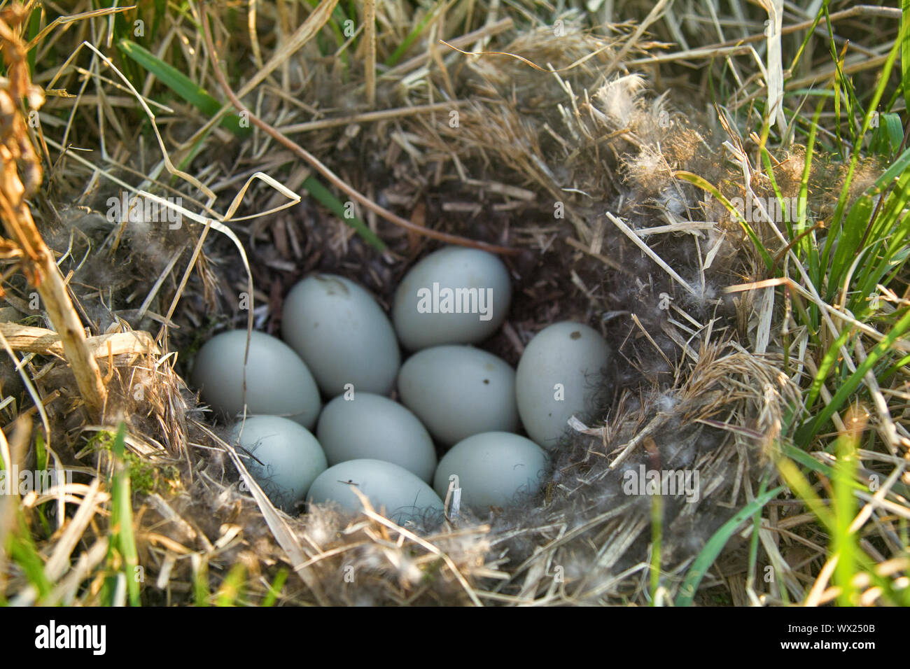 Stockenten Nest, Kupplung von neun weiße Eier Stockfoto