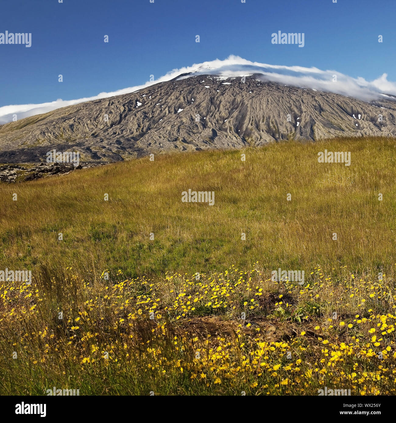 Gras Landschaft mit Blumen und Gletscher Snæfellsjökull, Halbinsel Snaefellsnes, Island, Europa Stockfoto