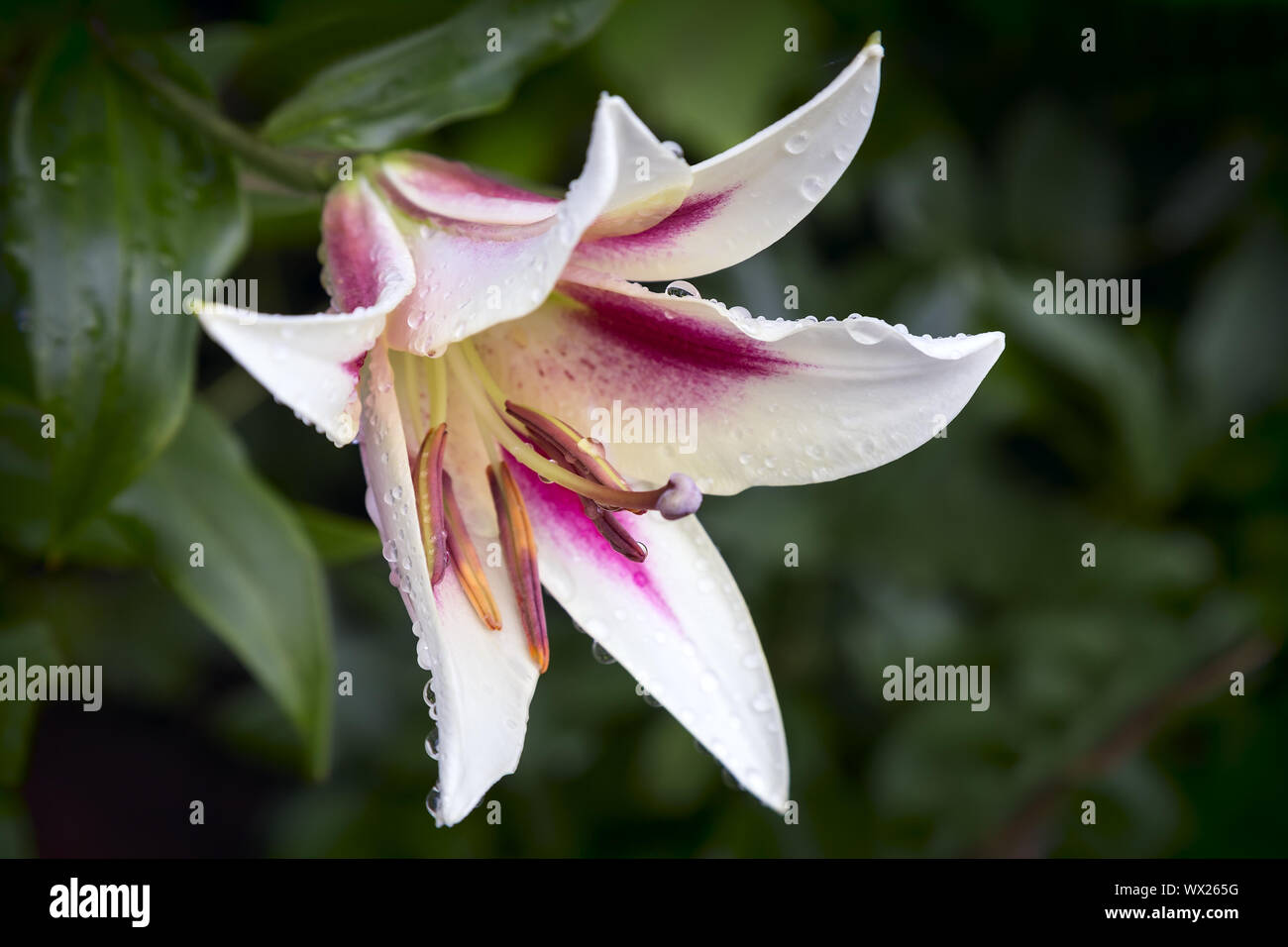 Schöne Blumen Lilie auf einem Hintergrund von grünen Blättern. Stockfoto