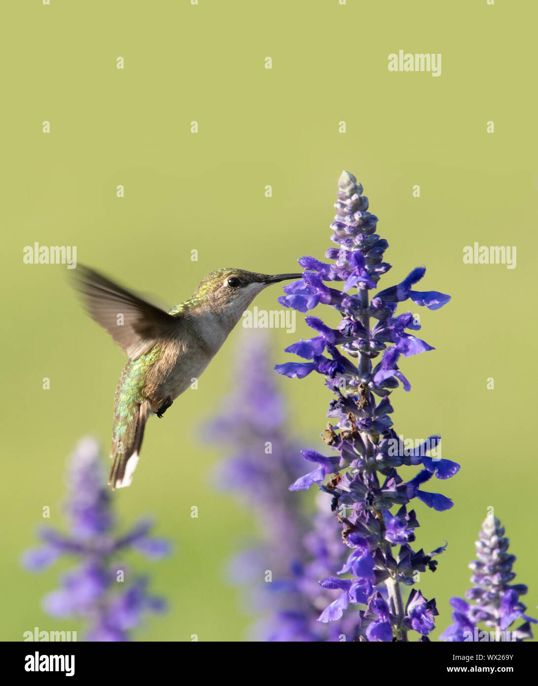 Hummingbird Fütterung Nektar aus einer lila Salvia Blume, mit grünem Hintergrund; mit Kopie Raum auf der Oberseite Stockfoto