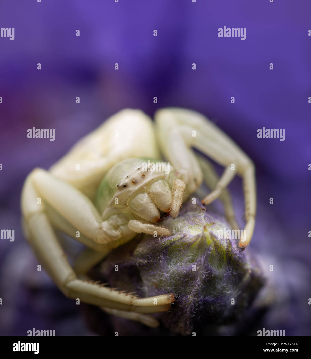 Misumenoides formosipes crab Spider wartet auf Beute aus einem lila Salvia Blume Stockfoto