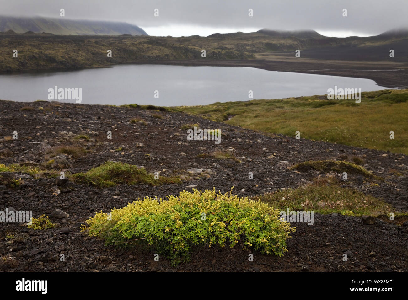Blühende Vegetation in kargen Landschaft, Snaefellsnes, West Island, Island, Europa Stockfoto