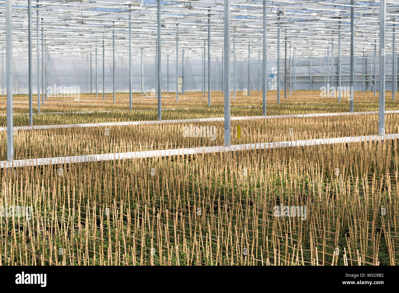 Anbau von Fuchsia gefesselt auf einem Bambusrahmen in einem niederländischen Gewächshaus Stockfoto
