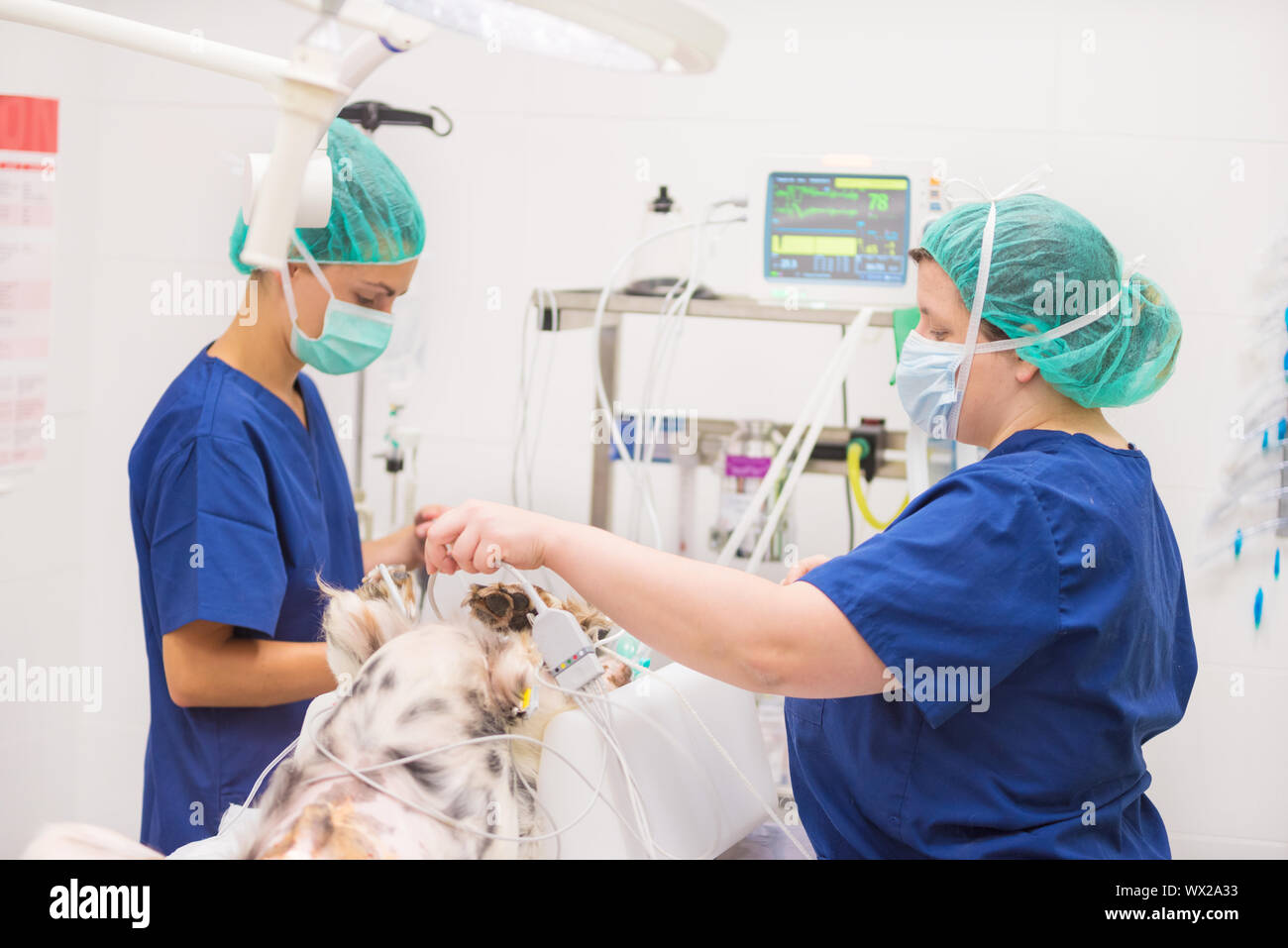 Gruppe von Tierarzt Chirurgen bei der Arbeit Stockfoto