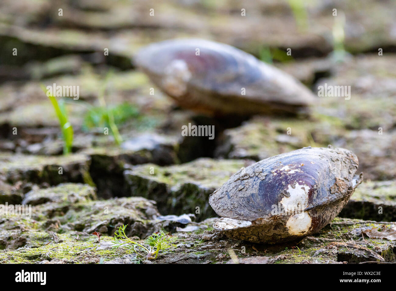Ausgetrockneten Teich im Sommer 2018 mit Muschel Stockfoto