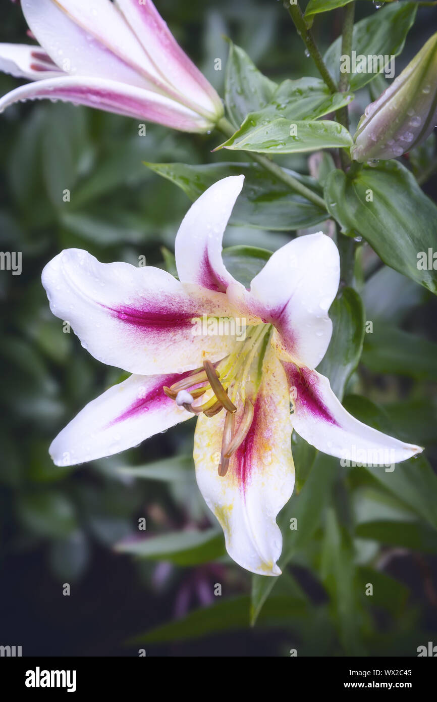 Schöne Blumen Lilie auf einem Hintergrund von grünen Blättern. Stockfoto