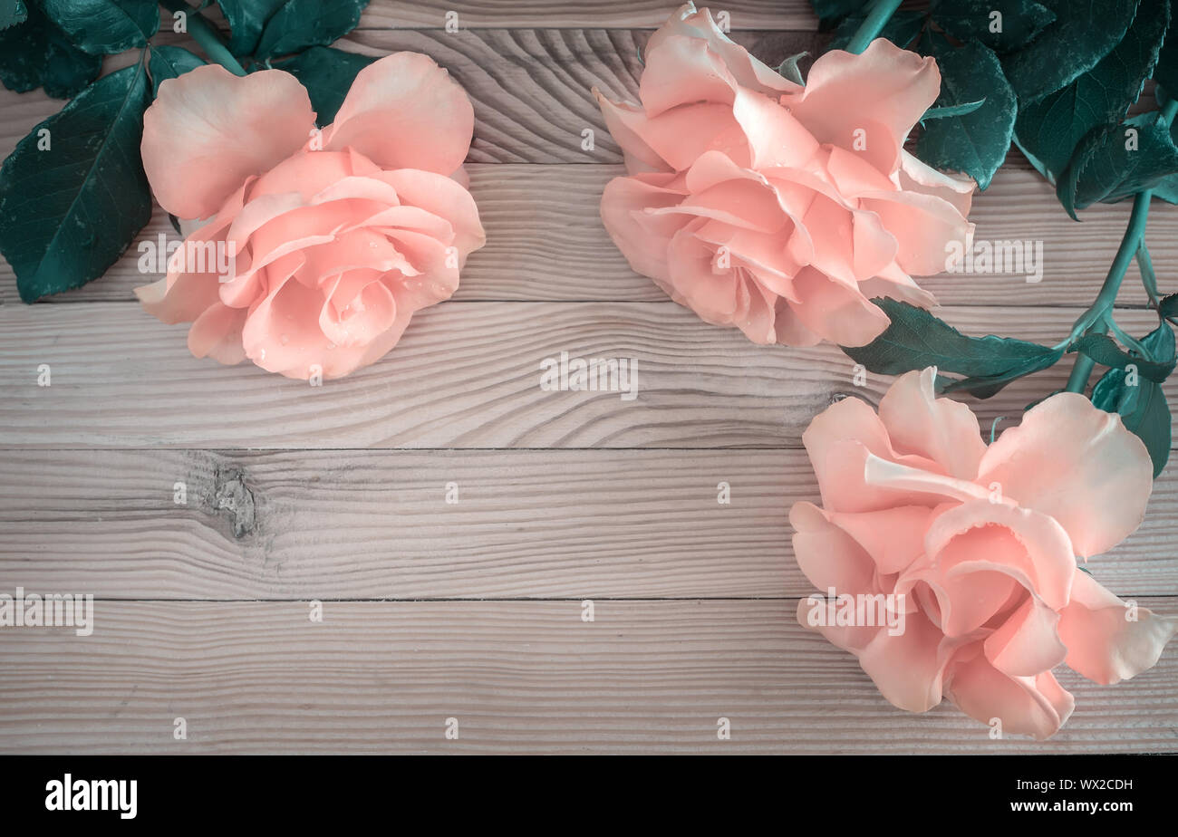 Luxury Pink Rosen auf hellem Hintergrund Stockfoto