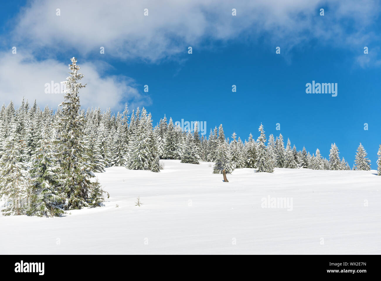Winter Pinien im Schnee Stockfoto