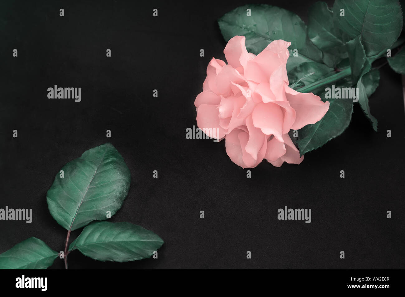 Luxuriöse rosa Rose mit Blättern auf schwarzem Hintergrund. Stockfoto