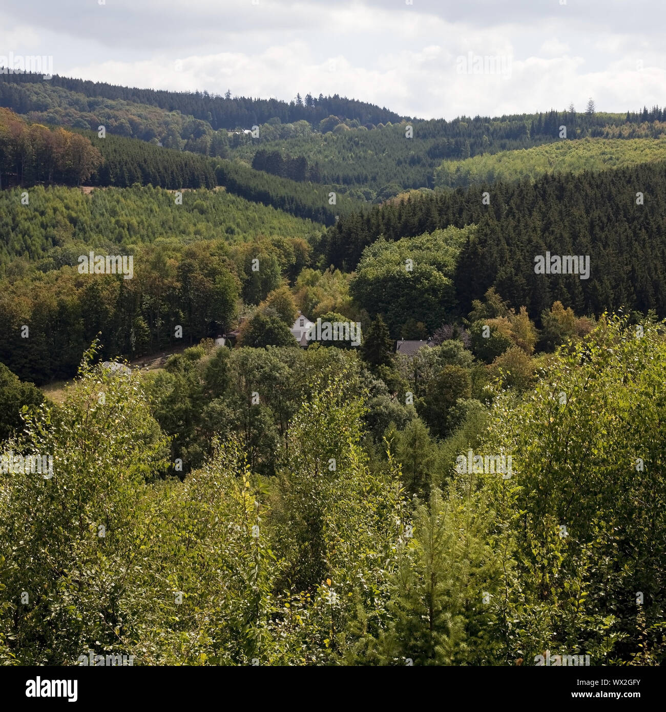 Wald Landschaft am Herscheid Mühle, Sauerland-Rothaargebirge Natur Park, Herscheid, Deutschland Stockfoto
