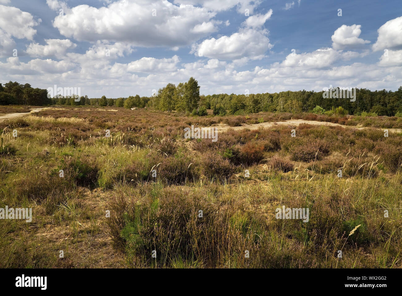 Heide, Naturschutzgebiet Wahner Heide, Troisdorf, Nordrhein-Westfalen, Deutschland, Europa Stockfoto