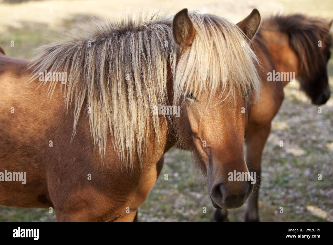 Isländischen Pferd (Equus ferus Caballus), Naturschutzgebiet Wahner Heide, Troisdorf, Deutschland, Europa Stockfoto