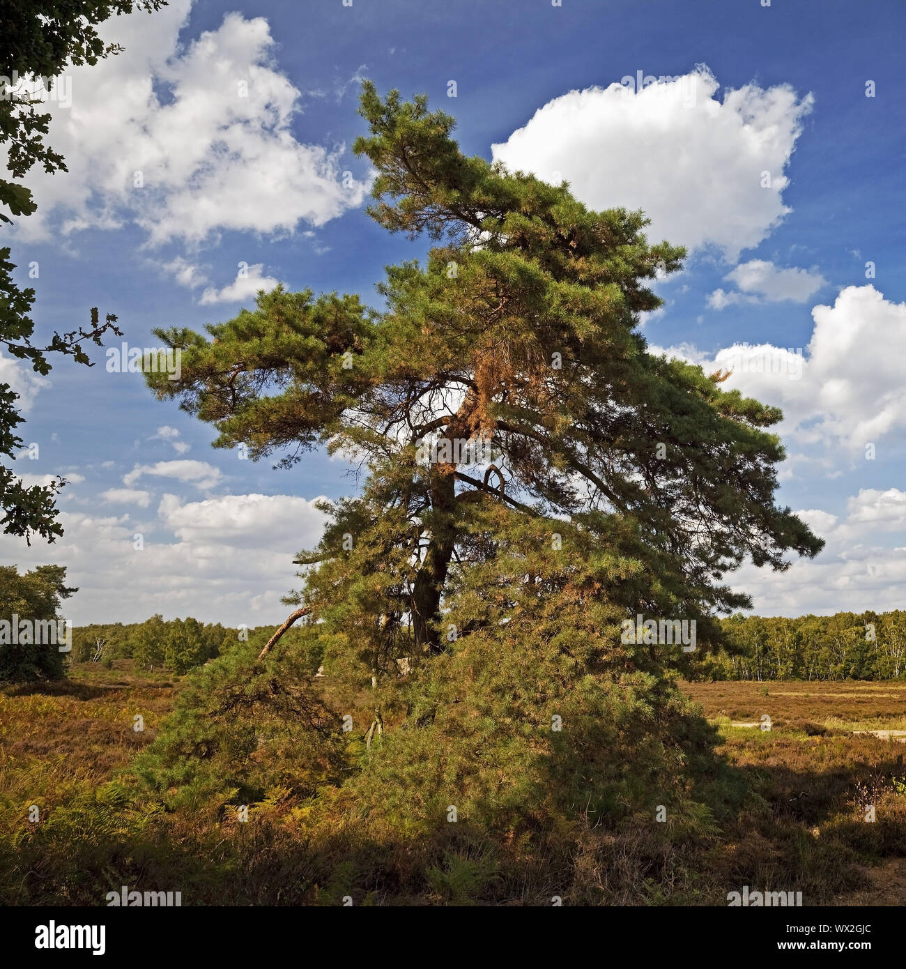 Schottische Kiefer (Pinus sylvestris), im Moor, Naturschutzgebiet Wahner Heide, Troisdorf, Deutschland, Europa Stockfoto