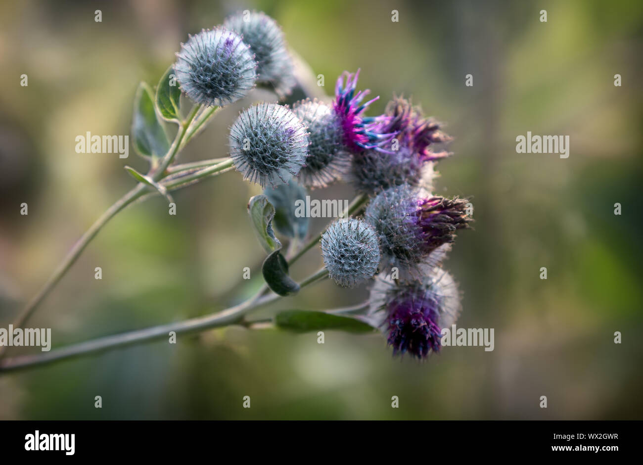 Blumen Klette auf einem Hintergrund von grünen Blättern. Stockfoto