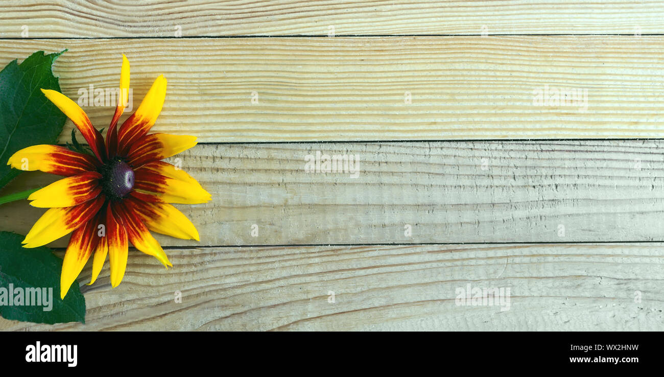 Schöne Blumen rudbeckia gegen das Licht Holz Stockfoto