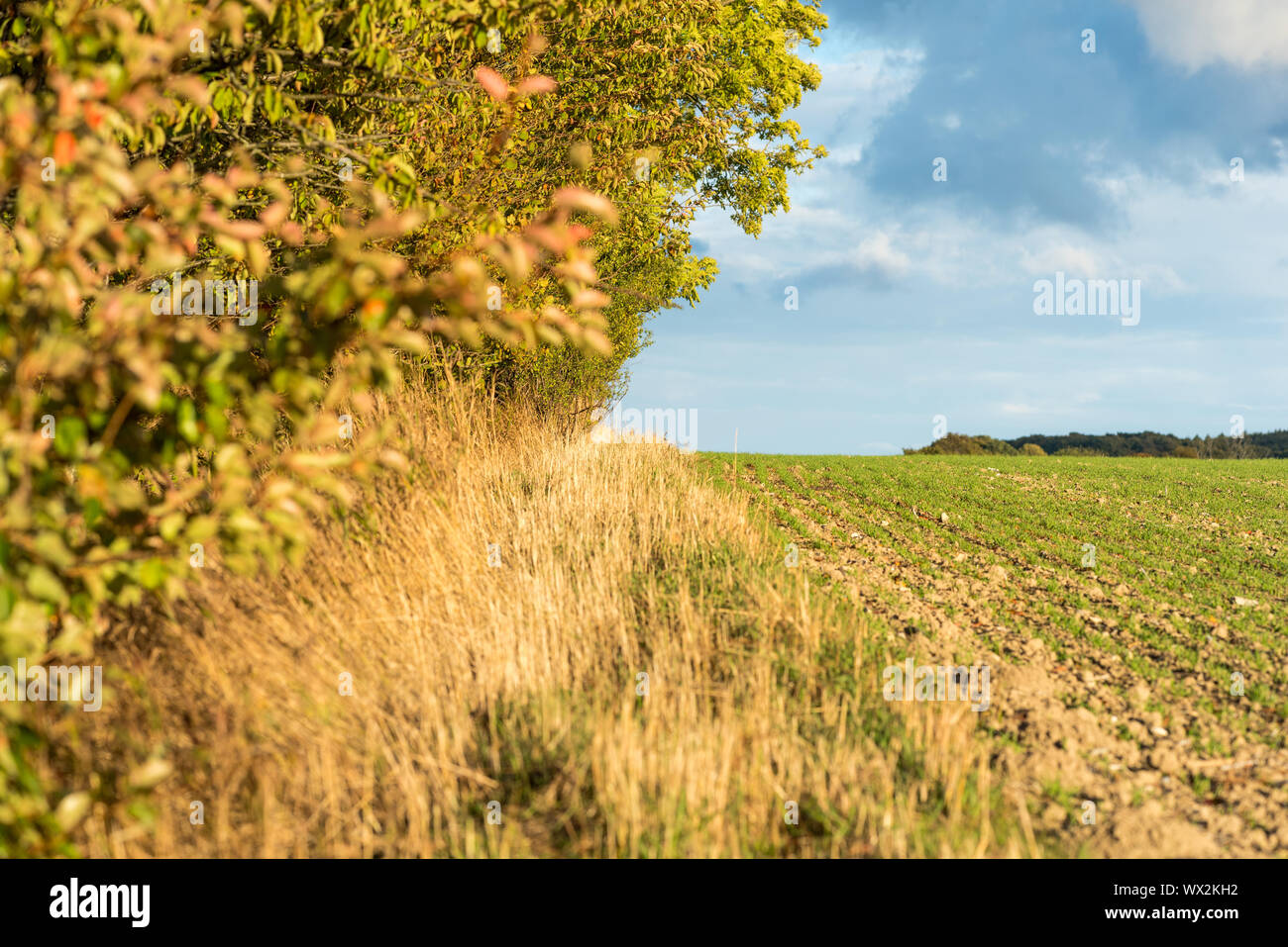 Herbstliches Laub von Sträuchern auf der Insel Rügen. Stockfoto