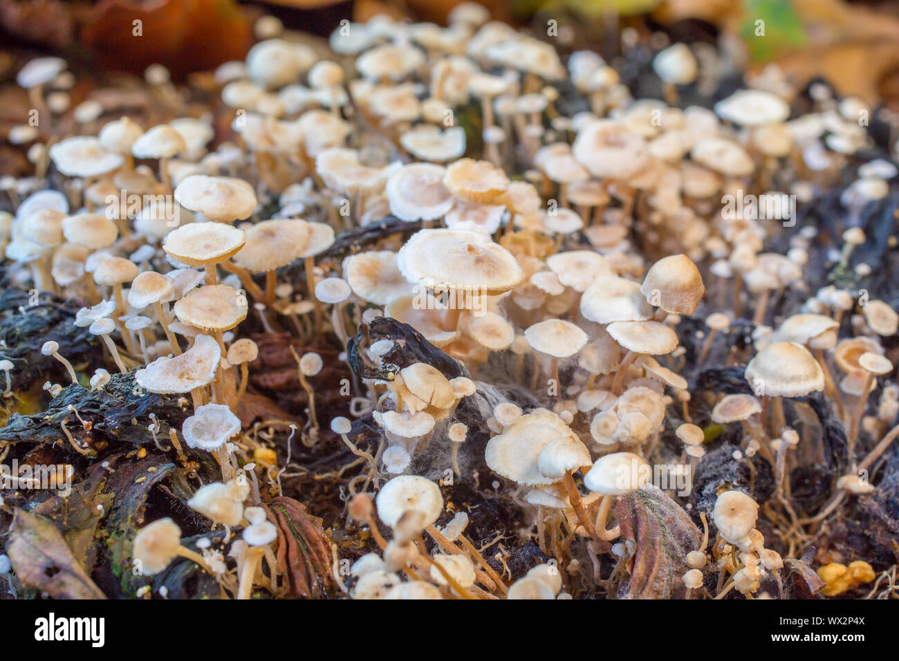 Große Gruppe von Weißen Pilze im Wald Stockfoto