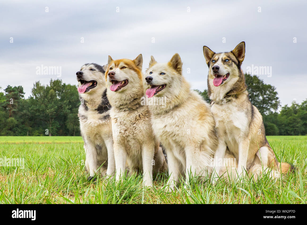 Vier Schlittenhunde zusammen in einer Reihe sitzen Stockfoto