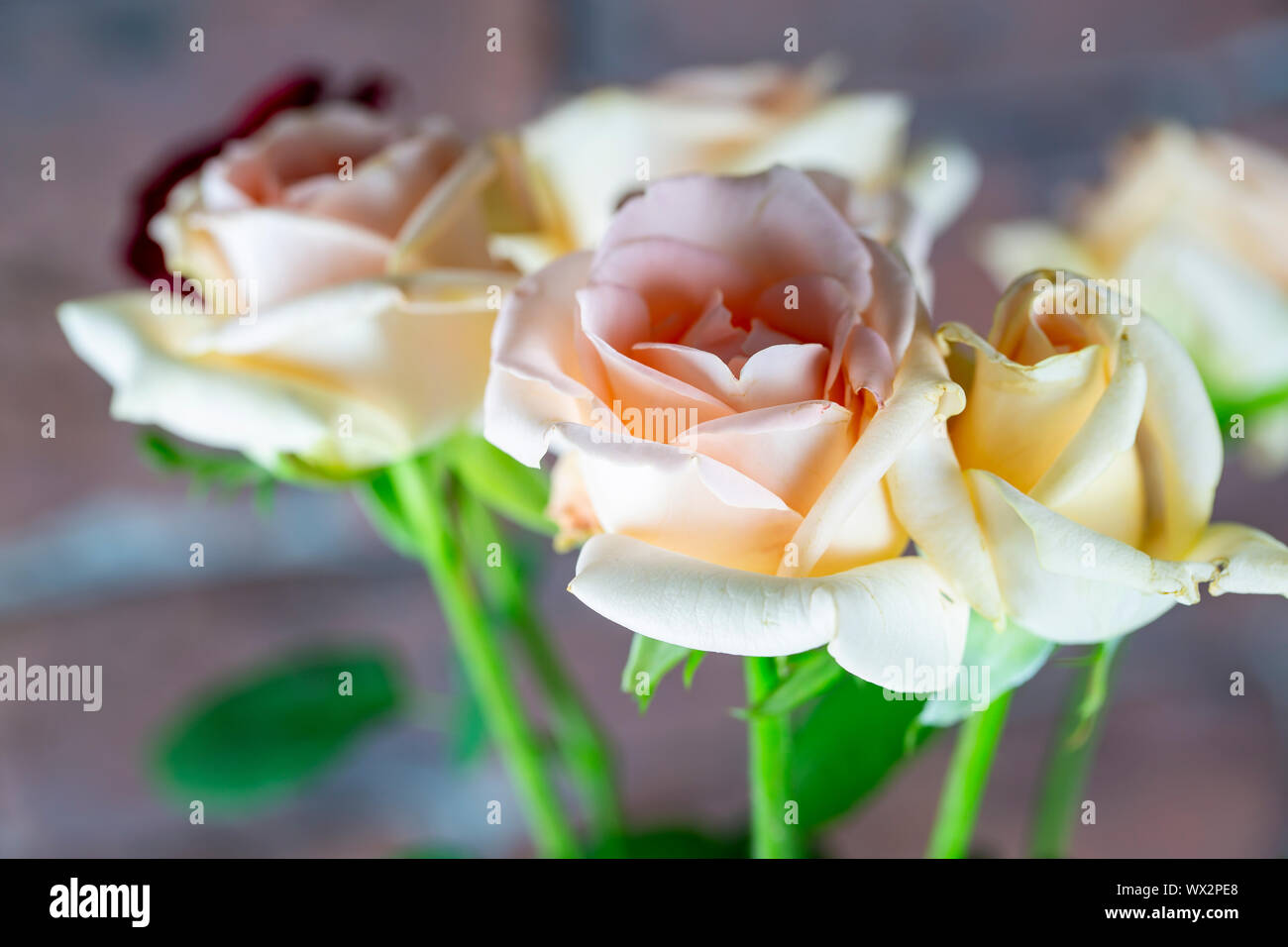 Romantisches Konzept, rosa Blume, Stockfoto